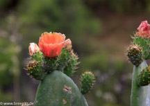 Canon EOS 600D 135 mm, 1/250 Sek. bei f / 5,6 , ISO 200 , EF28-135mm f/3.5-5.6 IS USM 
